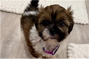 Trixie - puppy for sale