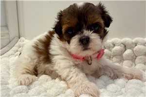 Sophia - puppy for sale