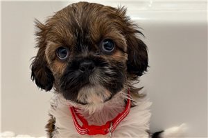 Tulip - puppy for sale