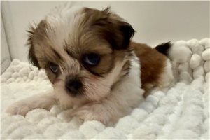Samuel - puppy for sale