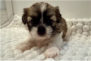 Scarlett - puppy for sale