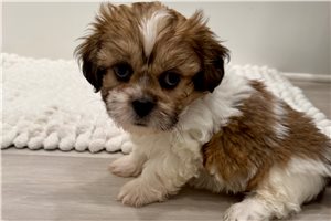 Thomas - Shih Tzu for sale