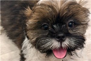 Tigger - Shih Tzu for sale