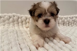 Sebastian - puppy for sale