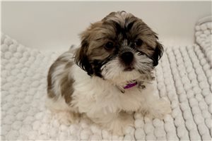 Scarlett - Shih Tzu for sale