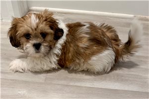 Thomas - puppy for sale