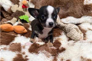 Arturo - puppy for sale