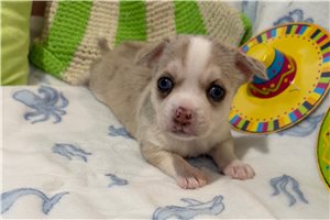 Daisy - Chihuahua for sale
