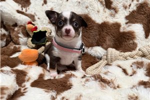 Ashton - Chihuahua for sale
