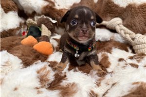 Adonis - puppy for sale