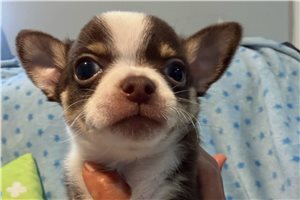 King - Chihuahua for sale