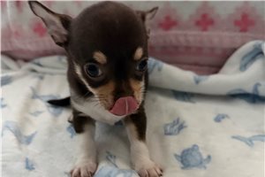 Dolly - Chihuahua for sale