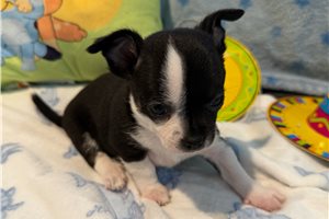 Lady - Chihuahua for sale