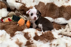 Agnes - Chihuahua for sale