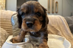 Kevin - Cockapoo for sale