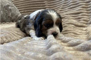 Kayden - Cockapoo for sale
