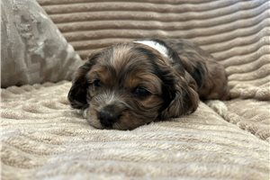 Kingston - Cockapoo for sale