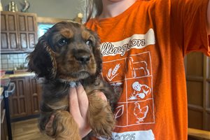 Kevin - Cockapoo for sale