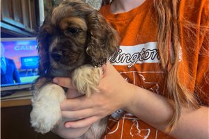Kingston - Cockapoo for sale
