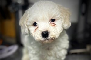 August - puppy for sale