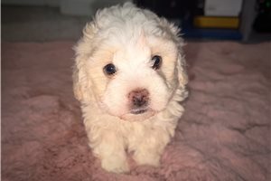Bristol - puppy for sale