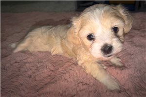Bonnie - Malti Poo - Maltipoo for sale