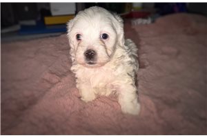 Betsy - puppy for sale