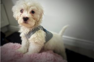 Asher - puppy for sale