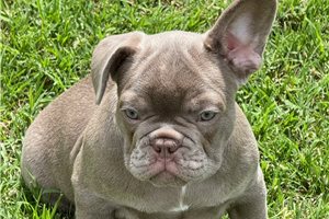 Fernando | Puppies For Sale at Pawrade