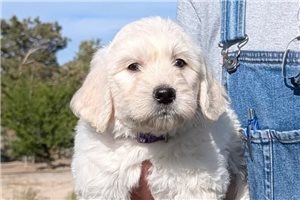 Holland - puppy for sale