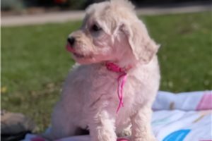Heidi - puppy for sale