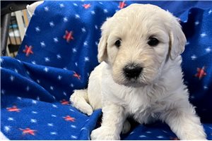 Irwin - Goldendoodle for sale