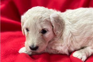 Inez - Goldendoodle for sale