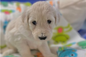 Ingrid - puppy for sale