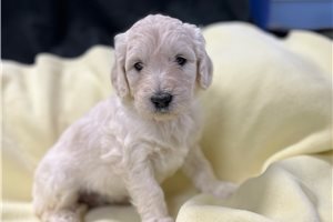 Indigo - puppy for sale