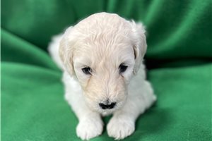 Iona - Goldendoodle for sale