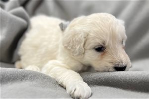 Irving - Goldendoodle for sale