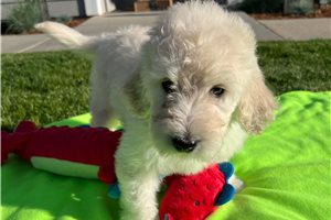 Iona - Goldendoodle for sale