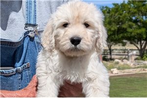 Hank - puppy for sale