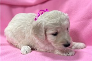 Iota - Goldendoodle for sale