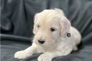Isaac - puppy for sale