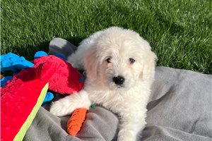 Irving - Goldendoodle for sale