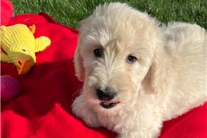 Inez - Goldendoodle for sale