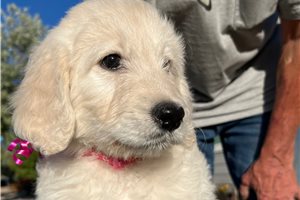 Iota - Goldendoodle for sale