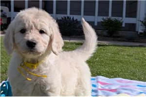 Hattie - puppy for sale