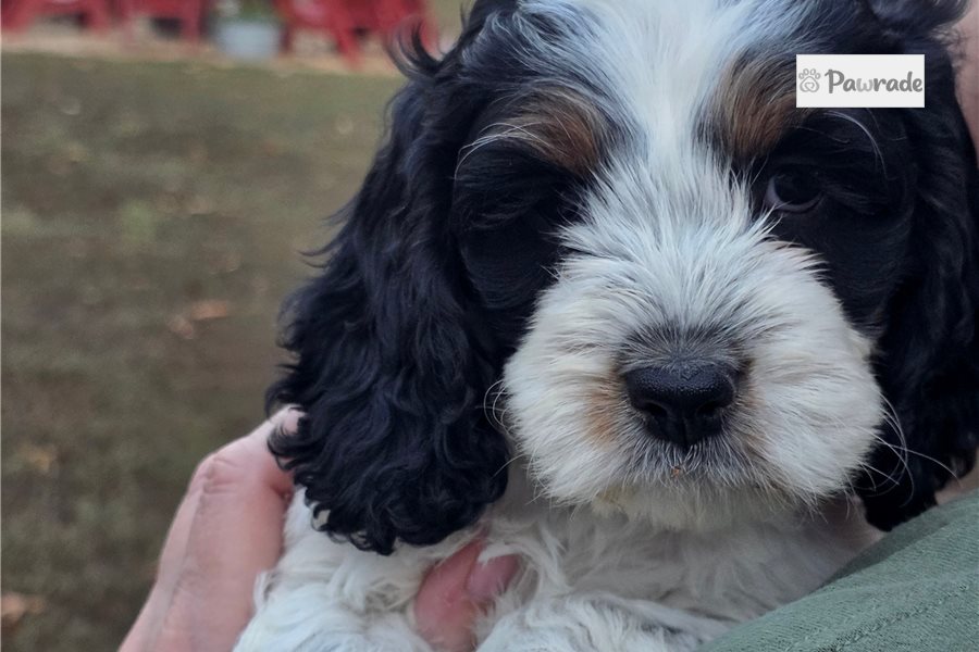 Chloe - Cockapoo for sale
