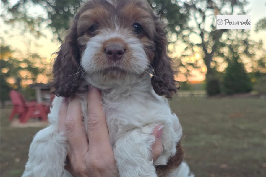 Celine, female Cockapoo puppy for sale