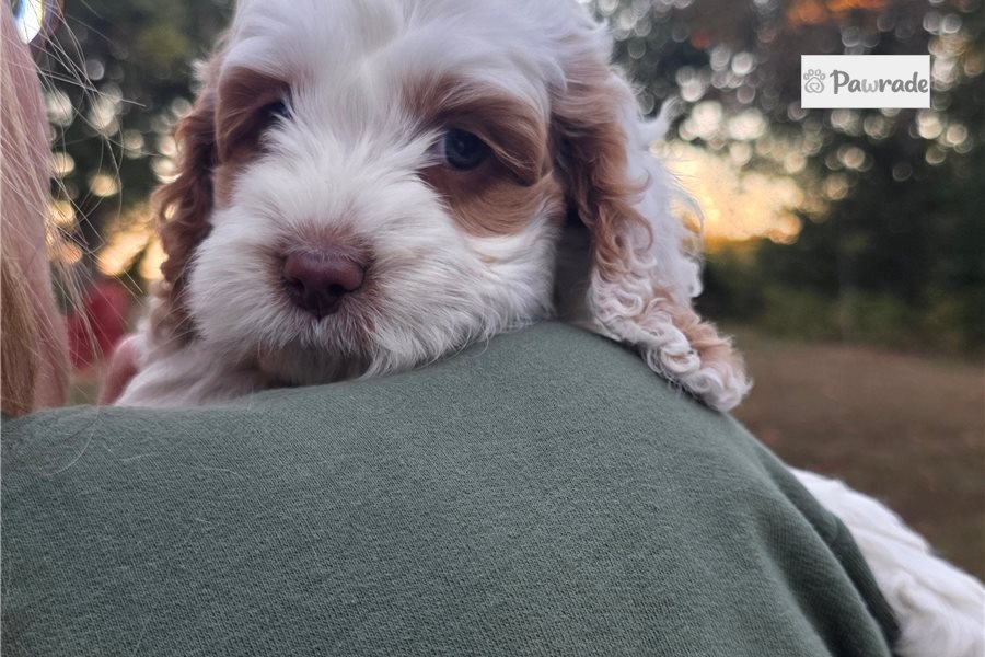 Callie - Cockapoo for sale