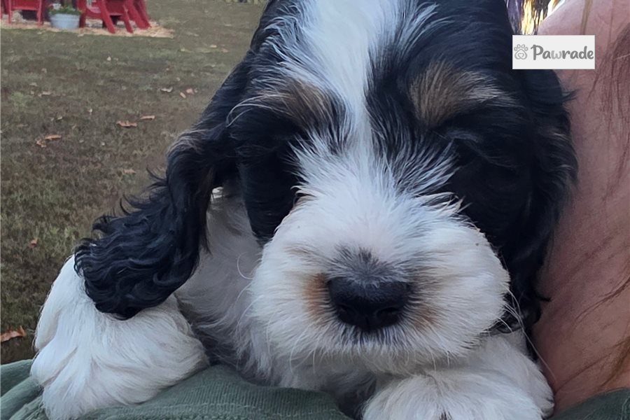 Charlie, male Cockapoo puppy for sale