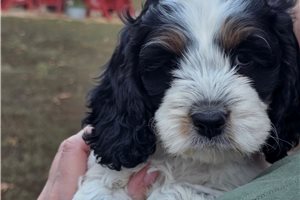 Chloe - Cockapoo for sale